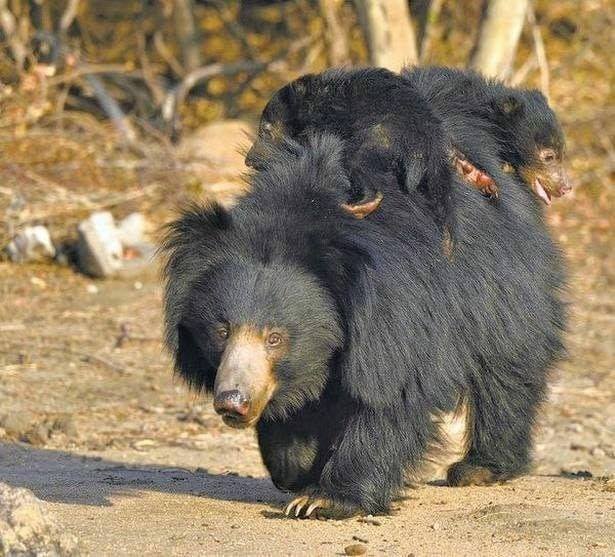 Sloth Bear