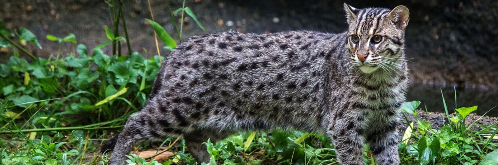 Yala Forest Fishing cat