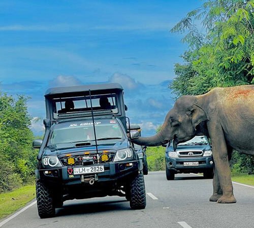 Yala National Park
